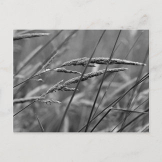 Sommertagträume Postkarte