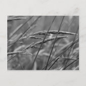 Sommertagträume Postkarte (Vorderseite)