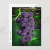Sommertrauben Postkarte (Vorne/Hinten)