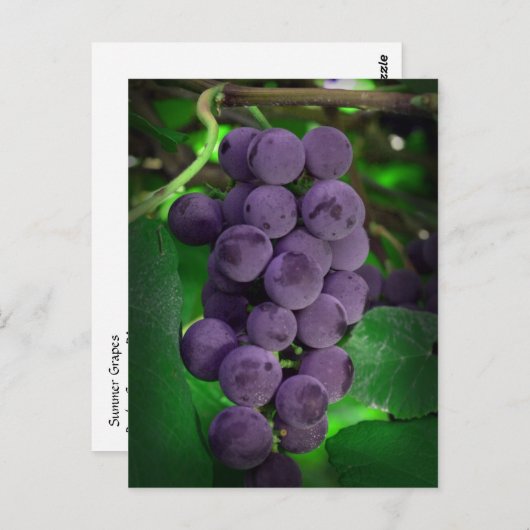 Sommertrauben Postkarte (Vorne/Hinten)