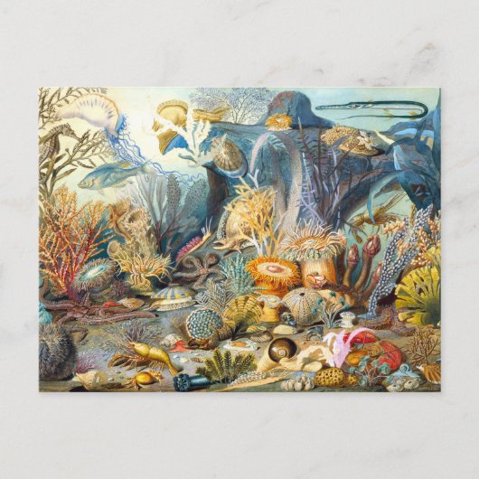 Sommerville Ocean Life Postcard Postkarte (Vorderseite)