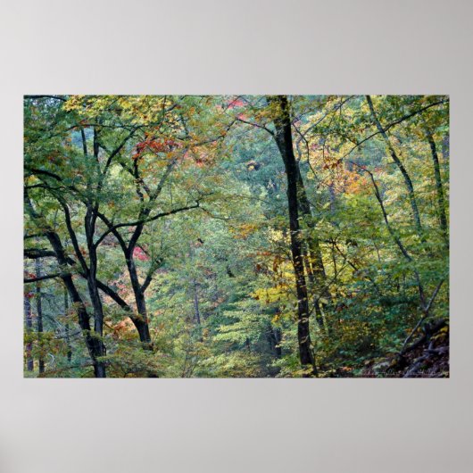 Sommerwald mit Touchs im Herbst Poster (Vorne)