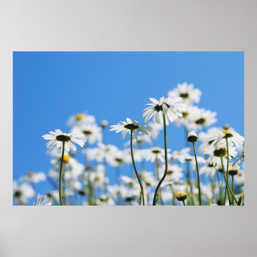 Sommerweiße Poster (Vorne)