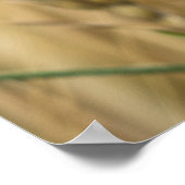 Sommerweizenfeld mit blauen Kornblumen Poster (Ecke)