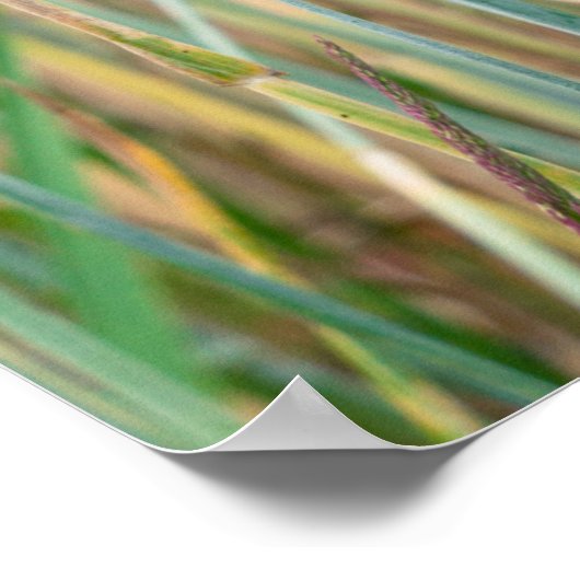 Sommerweizenfeld mit Maisblumen Poster (Ecke)