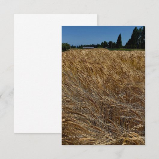 Sommerweizenfeld Mitteilungskarte (Vorne/Hinten)