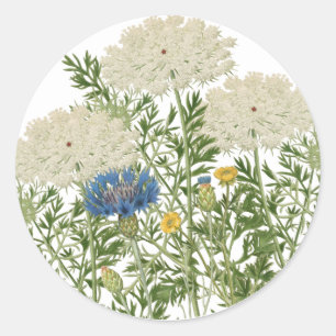 Sommerwiese Blumen Queen Annes Lace Vintage Runder Aufkleber