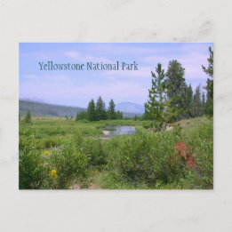 Sommerwiese in Yellowstone Postkarte