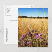 Sommerwiese mit Milk Thistle Postkarte (Vorne/Hinten)