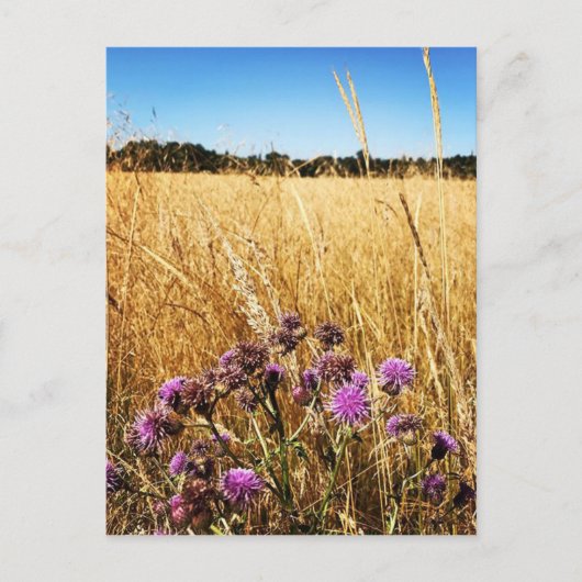 Sommerwiese mit Milk Thistle Postkarte (Vorderseite)