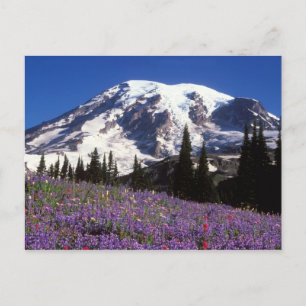 Sommerwildblumen am Fuße des Mount Rainier, 2 Postkarte
