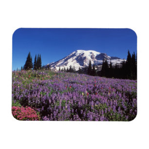 Sommerwildblumen am Fuße des Mount Rainier, Magnet
