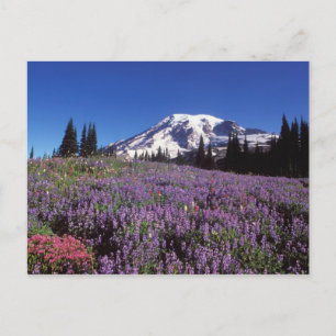 Sommerwildblumen am Fuße des Mount Rainier, Postkarte