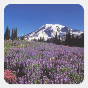 Sommerwildblumen am Fuße des Mount Rainier, Quadratischer Aufkleber