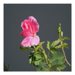 Sommerzeit Liebe... Poster