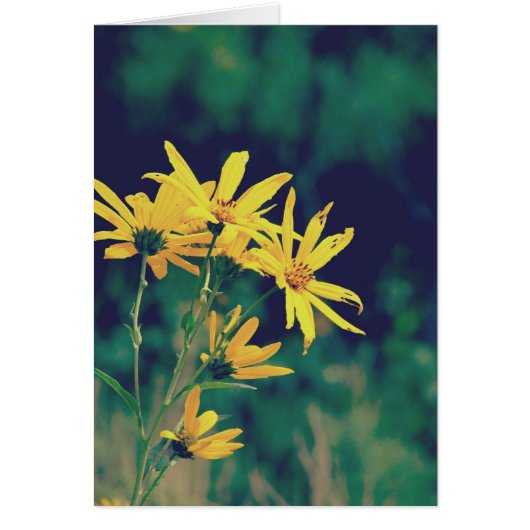 Sommerzeit-Wildblumen (Vorne)