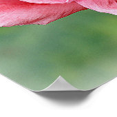 Somniferum Poppy Portrait Poster (Ecke)