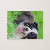 Sonderbare Augen-Border-Collie, die in grass.JPG Puzzle (Horizontal)