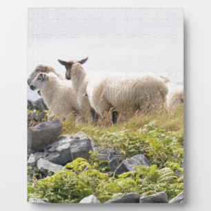 Sonderbare Designs - Schafe auf einem Feld Fotoplatte
