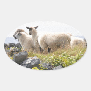 Sonderbare Designs - Schafe auf einem Feld Ovaler Aufkleber