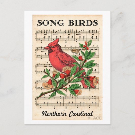 Song Birds Nord Kardinal Postkarte (Vorderseite)