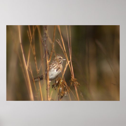 Song Sparrow auf der Wiese Poster (Vorne)