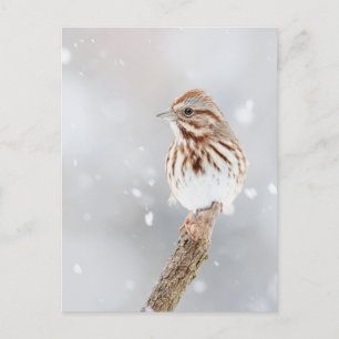 Song Sparrow im Schnee Foto Postkarte