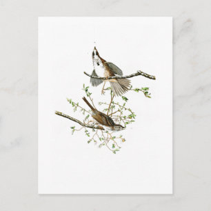 Song Sparrow John James Audubon Birds of America Postkarte