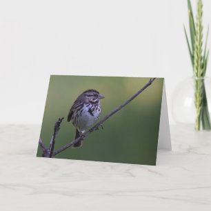 Song Sparrow Karte