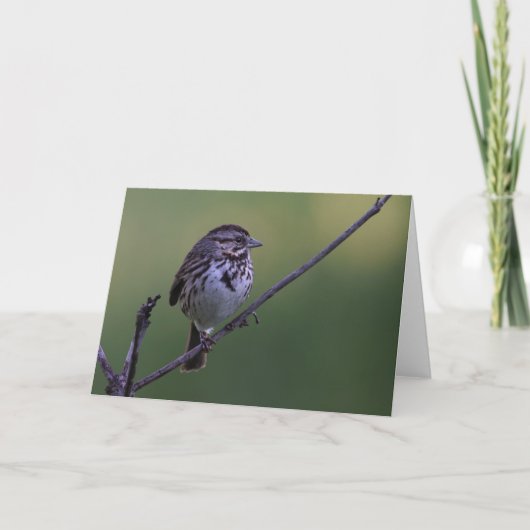 Song Sparrow Karte (Vorderseite)