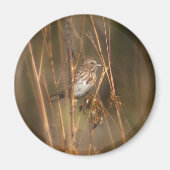 Song Sparrow Magnet (Vorne)
