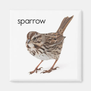 Song Sparrow Magnet