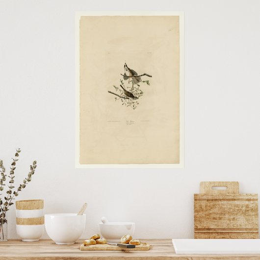 Song Sparrow Poster (Küche)