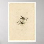 Song Sparrow Poster (Vorne)