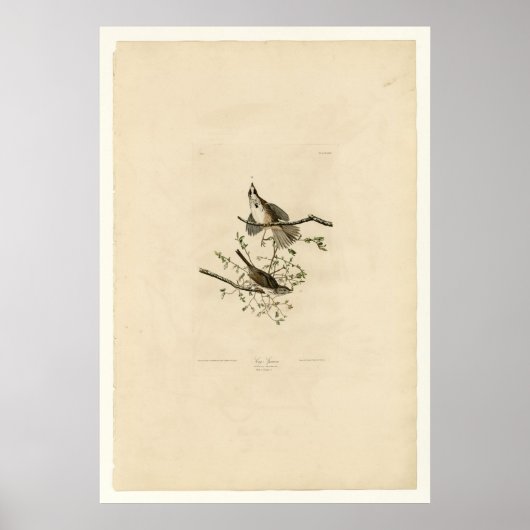 Song Sparrow Poster (Vorne)