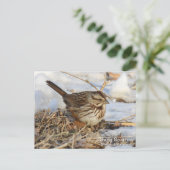Song Sparrow Postkarte (Stehend Vorderseite)
