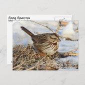 Song Sparrow Postkarte (Vorne/Hinten)