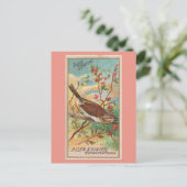 Song Sparrow Postkarte (Stehend Vorderseite)