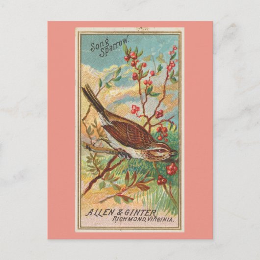 Song Sparrow Postkarte (Vorderseite)
