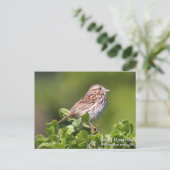 Song Sparrow Postkarte (Stehend Vorderseite)