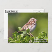 Song Sparrow Postkarte (Vorne/Hinten)