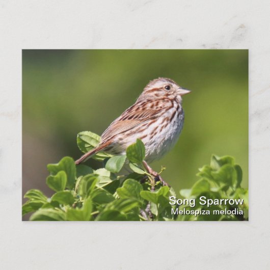 Song Sparrow Postkarte (Vorderseite)
