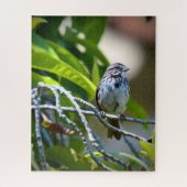 Song Sparrow Puzzle (Vertikal)