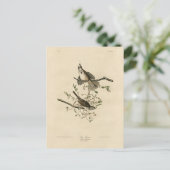 Song Sparrow von Audubons Vögeln von Amerika Postkarte (Stehend Vorderseite)
