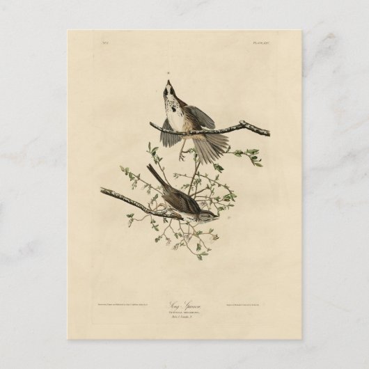 Song Sparrow von Audubons Vögeln von Amerika Postkarte (Vorderseite)