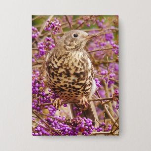 Song Thrush Abzeichen Button