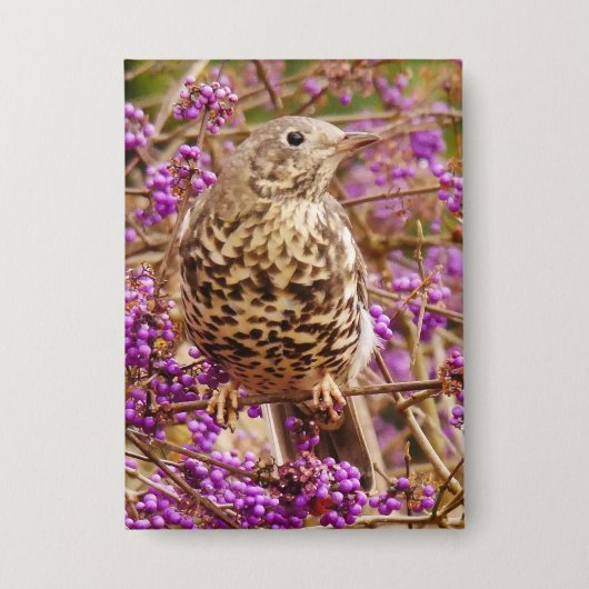 Song Thrush Abzeichen Button (Vorderseite)