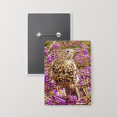 Song Thrush Abzeichen Button (Vorderseite/Rückseite)
