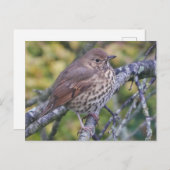 Song Thrush Postcard Postkarte (Vorne/Hinten)