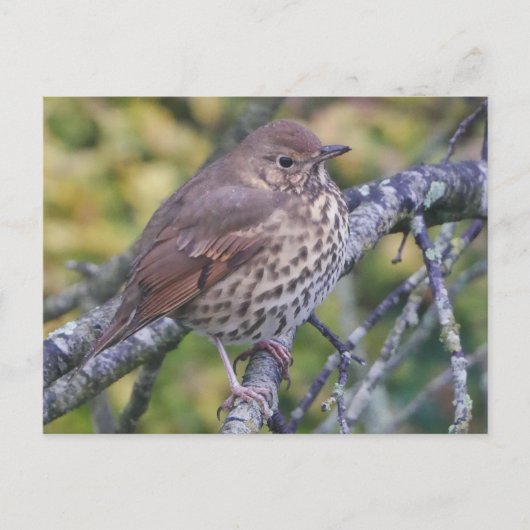 Song Thrush Postcard Postkarte (Vorderseite)